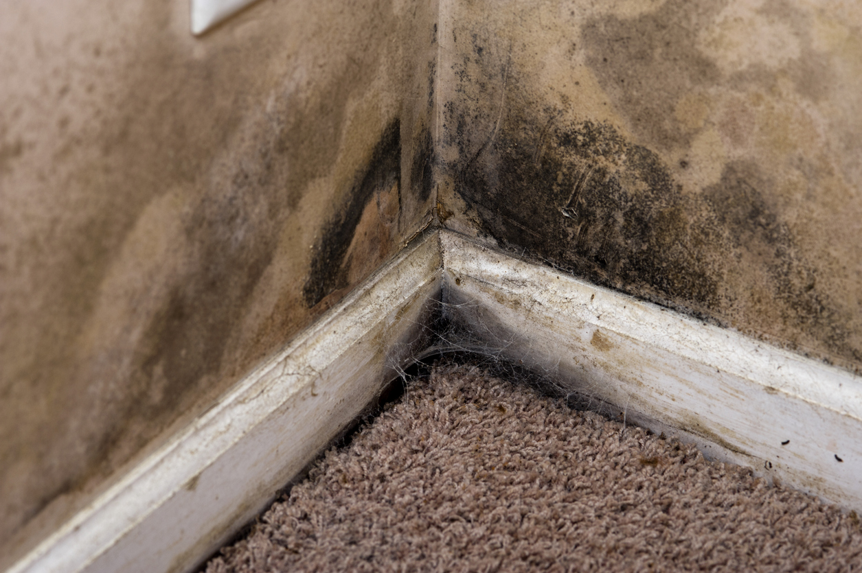 water damage in Louisville