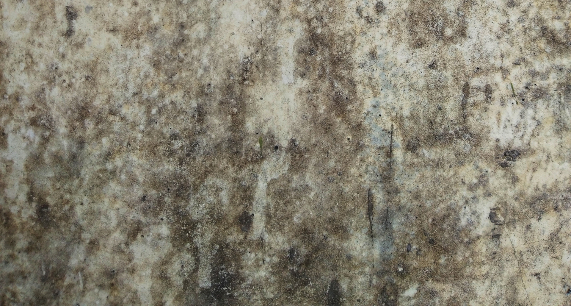 Best Ways to Eliminate Mold From Your Kentucky Home